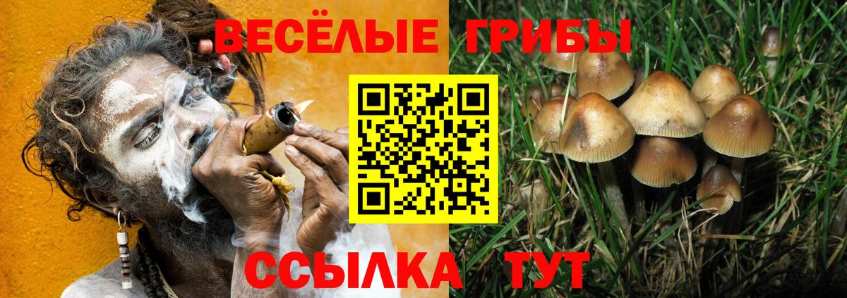 Будённовск  Галлюциногенные грибы Psilocybine cubensis  Вход с VPN 